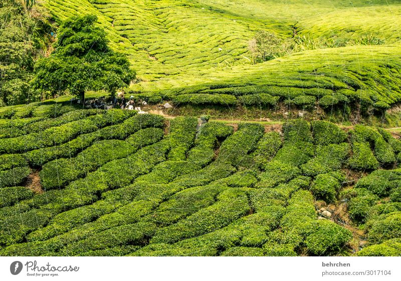 health | tea tea Sunlight Contrast Light Day Exterior shot Colour photo Wanderlust already Climate change Environmental protection Tea picker Break