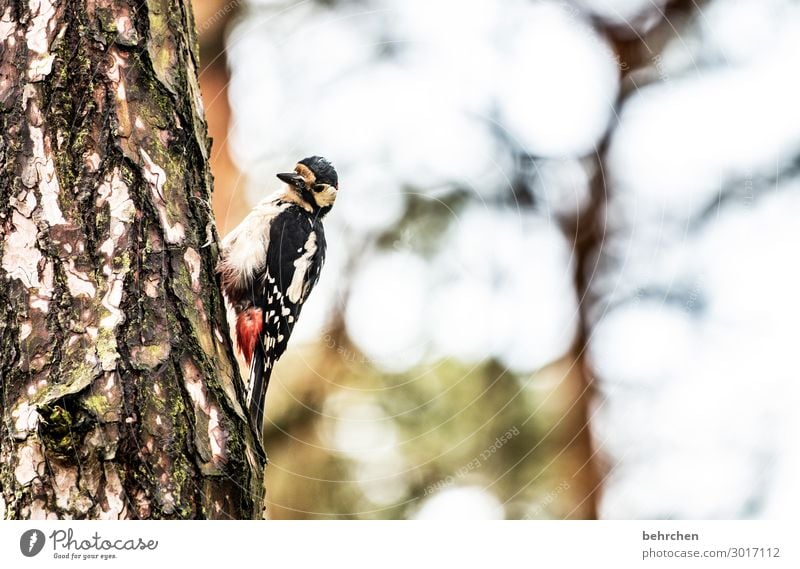 knock knock To hold on Feather Animal face Fantastic Freedom Detail Deserted Tree Close-up To feed Forest Bird Woodpecker Flying Grand piano Animal protection