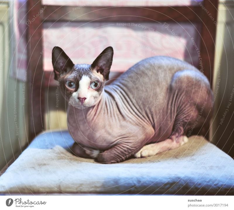 furless cat Cat naked cat sphynx Sphynx cat Animal Pet Domestic cat Naked Strange breed purebred cat Breeding queer Qualzucht Dreadful Hideous Beautiful