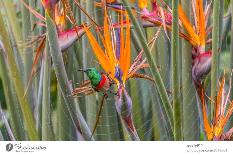 Hummingbird II Trip Adventure Far-off places Freedom Safari Expedition Nature Landscape Sunlight Plant Flower Bushes Leaf Blossom Wild plant Exotic Animal