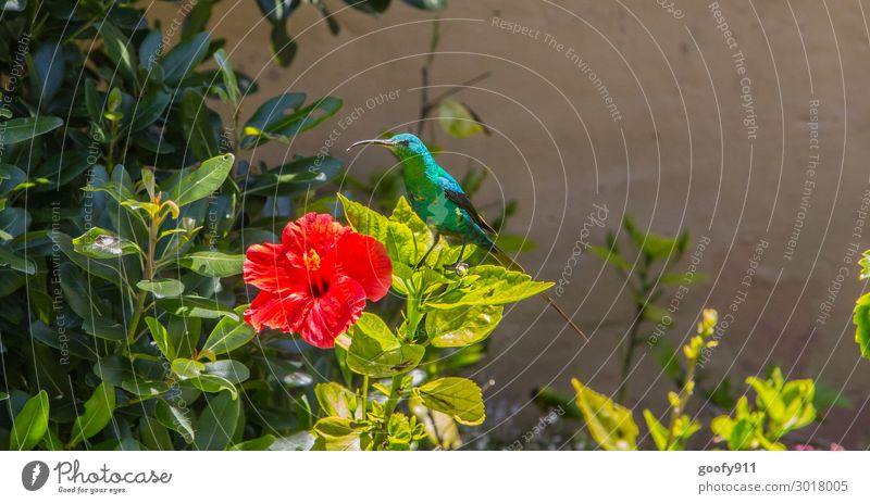 hummingbird Trip Adventure Far-off places Freedom Safari Expedition Sun Nature Sunlight Plant Flower Bushes Blossom Garden Park Animal Wild animal Bird