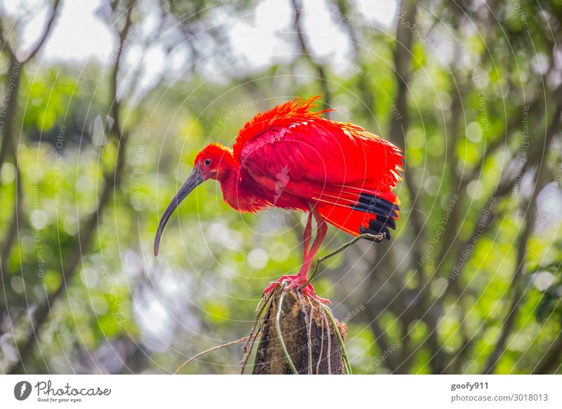 Scarlet Ibis Vacation & Travel Trip Adventure Far-off places Freedom Safari Expedition Nature Landscape Sun Sunlight Tree Bushes Exotic Forest Virgin forest