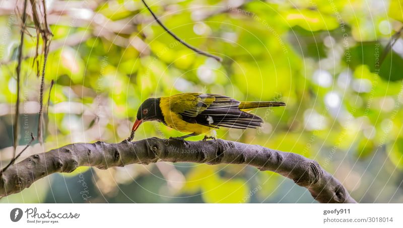 Masked Weaver Trip Adventure Far-off places Freedom Safari Expedition Environment Nature Landscape Sunlight Plant Tree Leaf Wild plant Forest Virgin forest