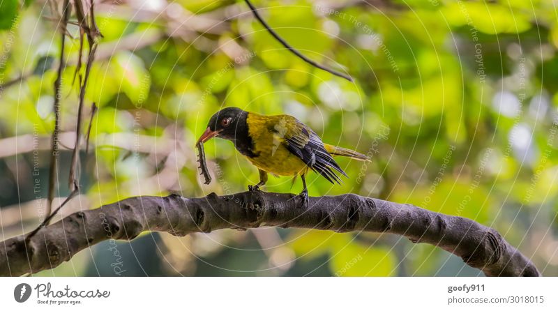 Masked Weaver II Trip Adventure Far-off places Freedom Safari Expedition Environment Nature Landscape Sunlight Plant Tree Leaf Blossom Wild plant Forest