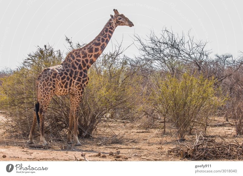 tall Vacation & Travel Tourism Trip Adventure Far-off places Freedom Safari Expedition Environment Nature Landscape Earth Sand Sky Clouds Sunlight Warmth