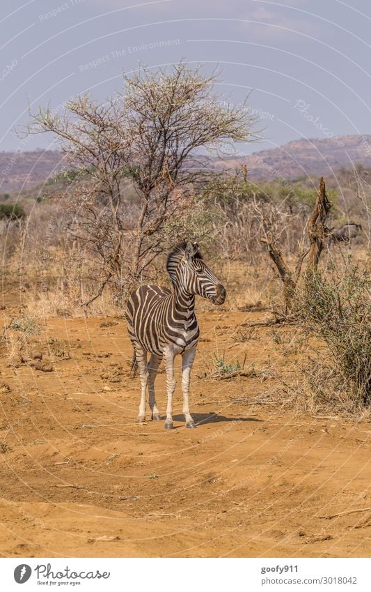 zebra Vacation & Travel Tourism Trip Adventure Far-off places Freedom Safari Expedition Environment Nature Landscape Sand Sunlight Warmth Drought Tree Bushes