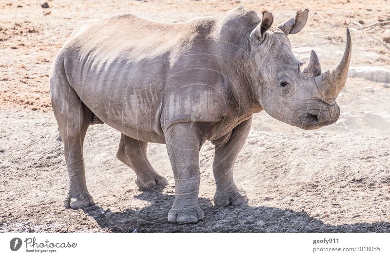 Muscular Vacation & Travel Trip Adventure Far-off places Freedom Safari Expedition Nature Earth Sand Warmth Drought Animal Wild animal Animal face Scales Claw