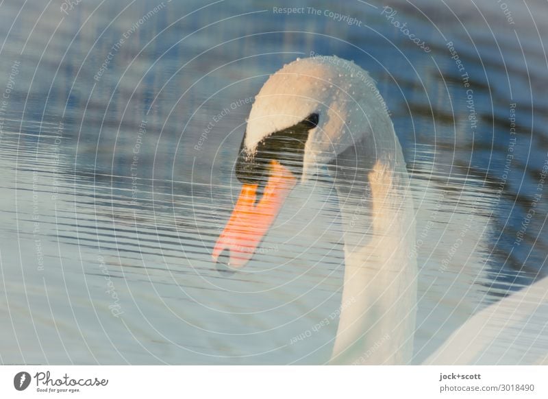 dive & dip Water Pond Franconia Wild animal Swan Animal face Beak 1 Esthetic Senses Undulating Double exposure Surface of water Illusion Reaction Undulation