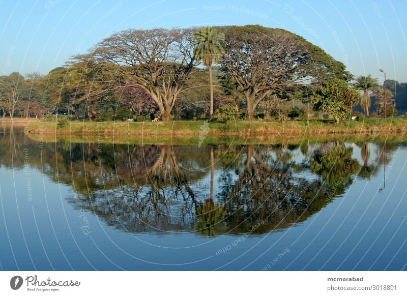 Trees and Reflection Design Environment Nature Landscape Sky Leaf Pond Lake Esthetic Blue Green Serene image Vision Figure mirror image Interesting attractive