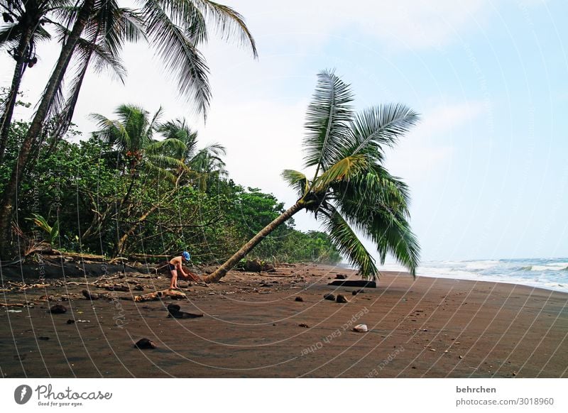 Under palm trees Contrast Light Day Gorgeous Wanderlust Untouched Wild Colour photo Exterior shot pretty Caribbean tortuguero Costa Rica Fantastic Coconut Waves