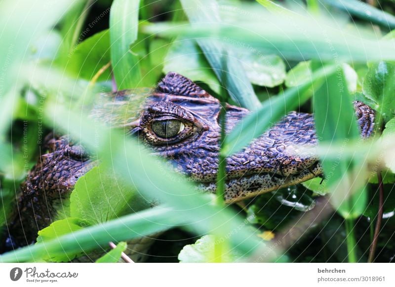 beauty in the eye of the beholder | eye for eye Animal portrait blurriness Sunlight Contrast Light Day Deserted Detail Close-up Exterior shot Colour photo