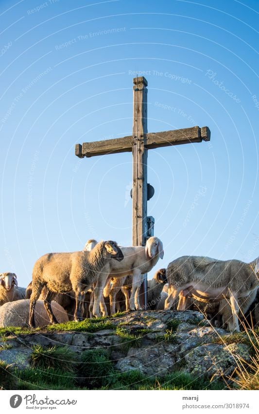 You here too? Easter Good Friday Nature Peak Animal Pet Farm animal Sheep Flock Group of animals Herd Crucifix Symbols and metaphors Peak cross Stand