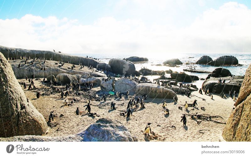 tailcoat carrier Back-light Sunlight Contrast Shadow Light Dawn Deserted Exterior shot Colour photo South Africa Cape Town Gorgeous Clouds Sky Stone Rock Wild