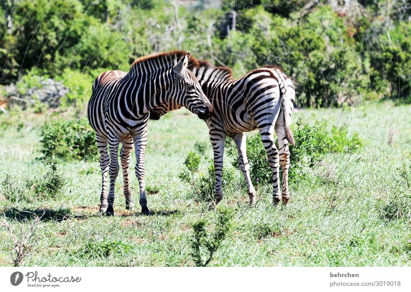 from back to front Animal family Animal face Wanderlust Day Light Exterior shot Colour photo Animal protection Animal portrait Deserted Fantastic Pelt Zebra