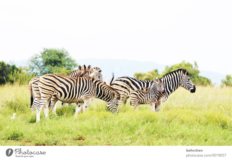 protection Animal portrait blurriness Sunlight Contrast Light Colour photo Exterior shot Close-up Deserted Day Striped Pattern Motherly love Wanderlust