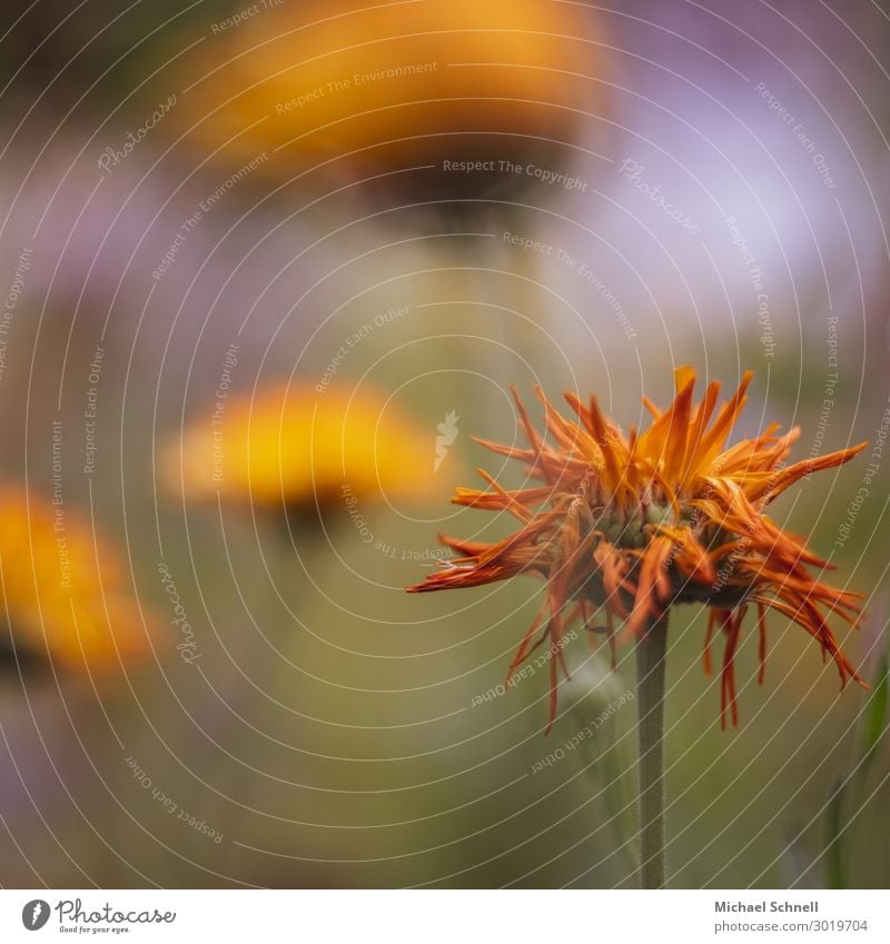 Withered orange Environment Nature Plant Flower Natural Orange Romance Death Transience Time Limp Colour photo Multicoloured Exterior shot Close-up Deserted