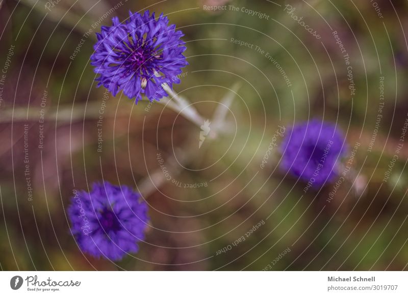 Three kinds of cornflower sharpening Environment Nature Plant Flower Garden Together Natural Blue Violet Love Beautiful Religion and faith Attachment