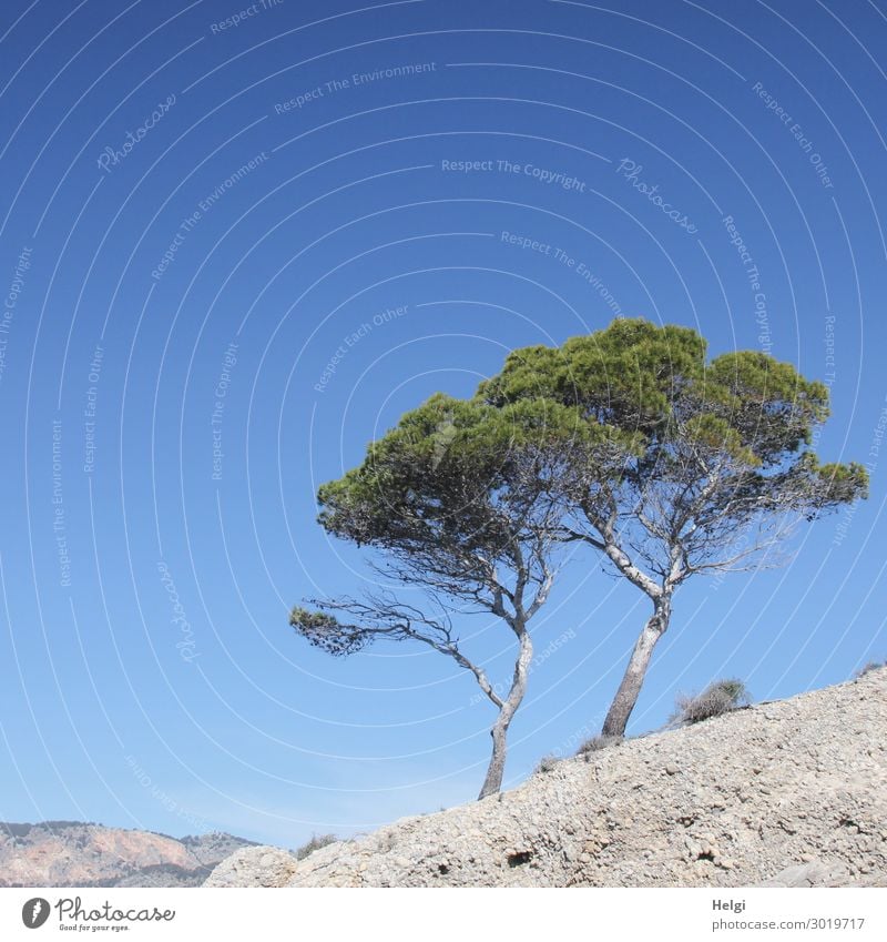 two pine trees stand in front of a blue sky on the coast of Mallorca Vacation & Travel Environment Nature Landscape Plant Cloudless sky Spring Beautiful weather