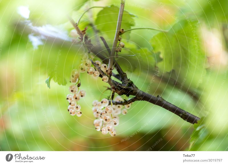 White Currants Food Fruit Nutrition Organic produce Nature Esthetic Redcurrant Colour photo Exterior shot