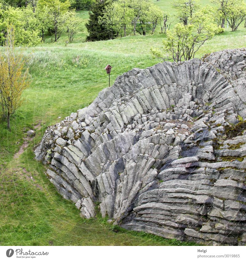 bizarre shaped basalt fan on the Hirtstein in the Erzgebirge in spring Environment Nature Landscape Plant Spring Beautiful weather Tree Grass Mountain