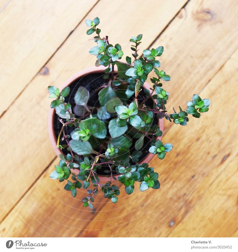 BirdPerspective Plant Foliage plant Pot plant Esthetic Authentic Simple Elegant Fresh Natural Brown Green Leaf Succulent plants Wooden floor Individual 1