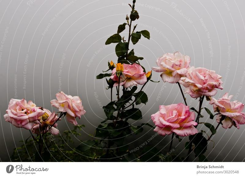 Pink rose bush in the mist of an approaching cloud Elegant Beautiful Fragrance Decoration Going out Feasts & Celebrations Mother's Day Wedding Birthday