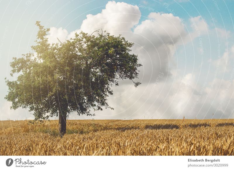 lonely tree Calm Summer Sun Environment Nature Landscape Plant Sky Clouds Sunlight Weather Beautiful weather Tree Leaf Foliage plant Field Germany Deserted