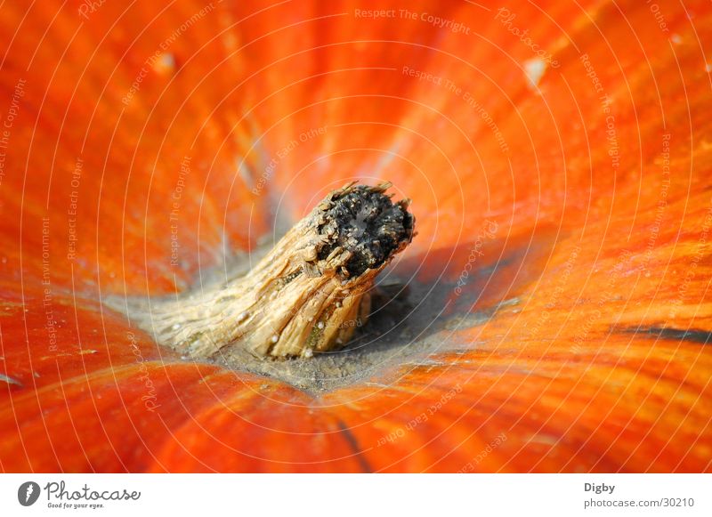 pumpkin style Pumpkin. style Orange Macro (Extreme close-up) Detail