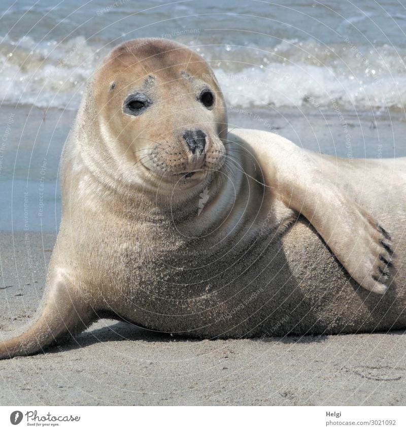 Close-up of a seal on the beach on the dune of Helgoland Environment Nature Animal Sand Water Summer Beautiful weather Coast Beach North Sea Island Wild animal