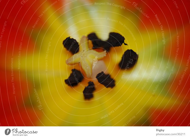 tulip interior Tulip Yellow Red Pistil Seed Macro (Extreme close-up) Detail