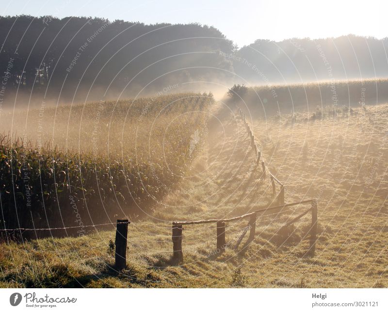 Foggy landscape with cornfield, meadow, fence and forest and sunlight Environment Nature Landscape Plant Summer Tree Grass Agricultural crop Maize Maize field