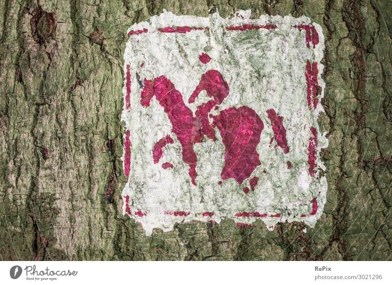 Signpost for horse lovers. hiking trail Road marking Arrow Lettering bark tree Moss Heathland Landscape Luneburg off path Nature reserve Autumn Winter Season