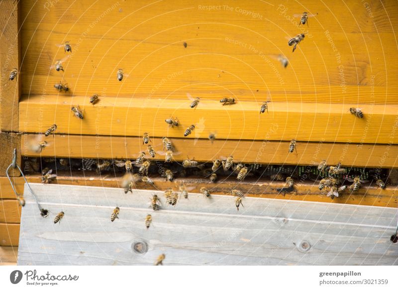 Busy workers - honey bees at the hive Nutrition Organic produce Vegetarian diet mead Animal Bee Honey bee Beehive Honey-comb Apiary Bee-keeper Bee-keeping