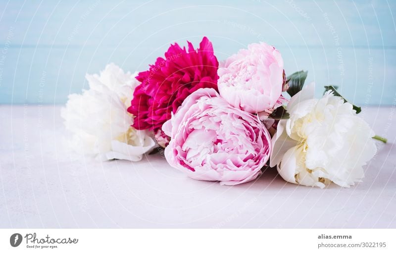 Peonies in pink, pink and white against a blue background Peony Spring Bouquet Vintage Flower Floristry Blossoming White Pink Fragrance Decoration