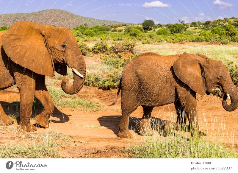 An elephant and his little. One in a walk in the savanna Adventure Baby Animal Clouds Park Blue Black Africa Kenya Samburu Samburu Park african area Asia