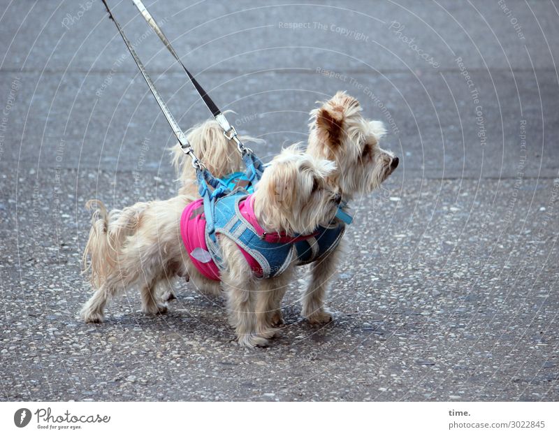 Hot Dog (across the street) Street Asphalt Animal Pet 2 Pair of animals Decoration Dog lead Puppydog eyes Observe Stand Willpower Agreed Together Watchfulness