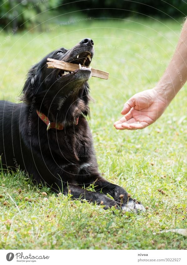 Master asks dog for stick Healthy Harmonious Playing Garden Sports Human being Masculine Man Adults Hand Nature Beautiful weather Grass Bushes Meadow Neckband