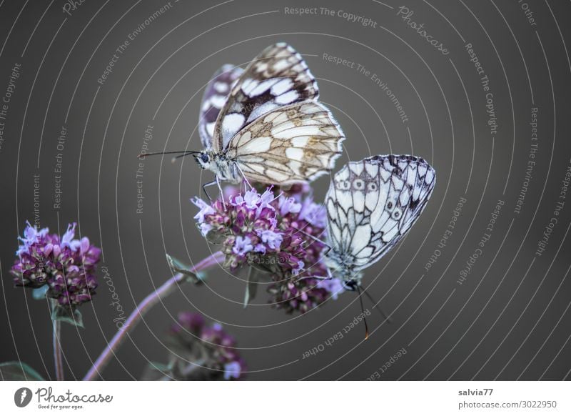 Pair of chess boards Environment Nature Summer Plant Flower Blossom Animal Butterfly Wing Insect Chessboard 2 Fragrance Pair of animals Colour photo