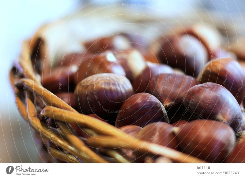 chestnuts Nut Plant Autumn Tree Agricultural crop Sweet chestnut Garden Park Field Forest Blue Brown Yellow Gray Christmas Fair Stove & Oven Beech family