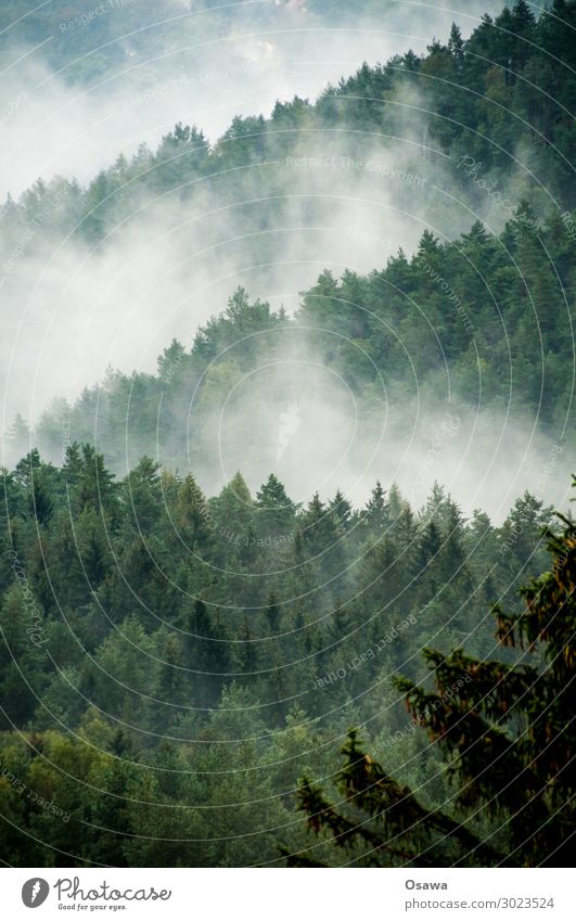 Fog in Saxon Switzerland Landscape Mountain Nature Highlands Hill Forest Tree Elbsandstone mountains Saxony Hiking Deserted Day Haze Fog bank