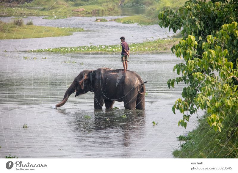 Real friends Adventure Far-off places Safari Masculine 1 Human being Nature Landscape Water River bank Animal Farm animal Wild animal Elephant