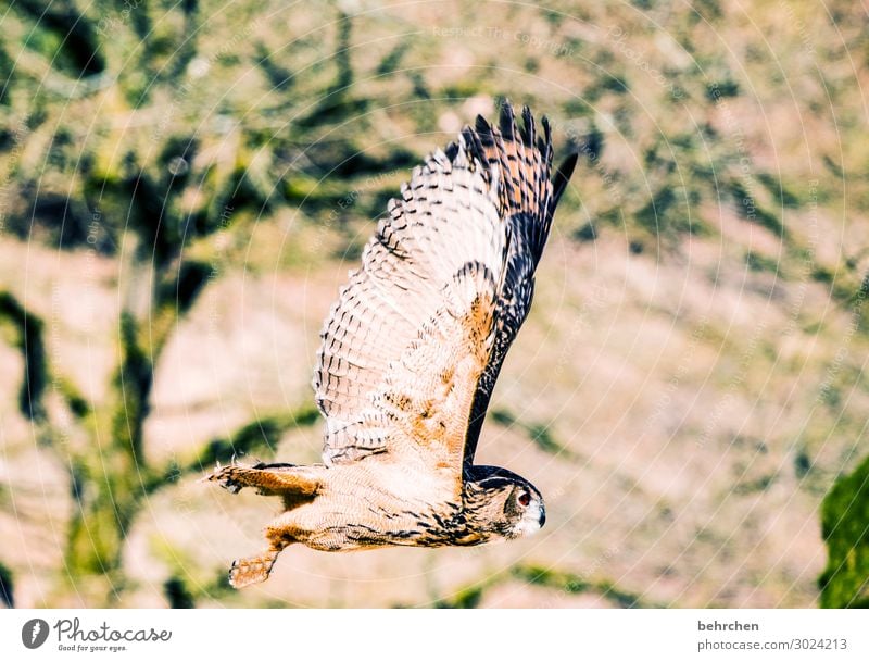 feel free! Nature Tree Field Forest Wild animal Bird Animal face Wing Feather Owl birds 1 Flying Exceptional Fantastic Beautiful Freedom Ease Glide Colour photo