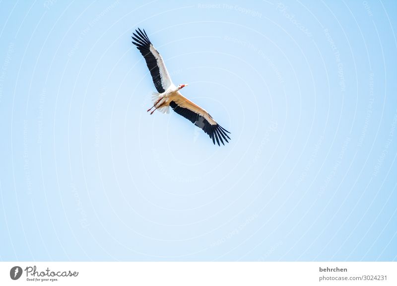 ...take off, 2020! Animal portrait Sunlight Contrast Light Day Deserted Detail Close-up Exterior shot Colour photo pretty Wild Freedom Blue Air Tall Impressive