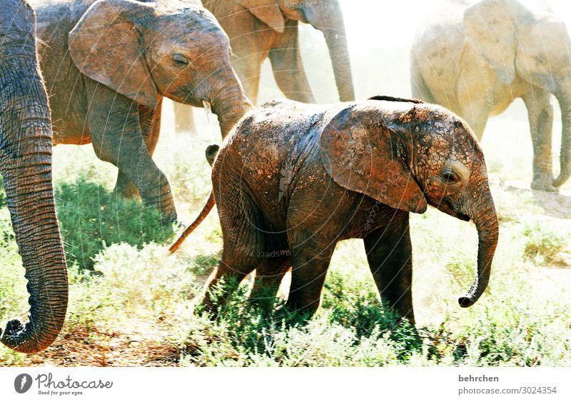 wilderness Animal portrait Blur Sunlight Contrast Light Day Deserted Close-up Exterior shot Colour photo Impressive Animal family South Africa Dust