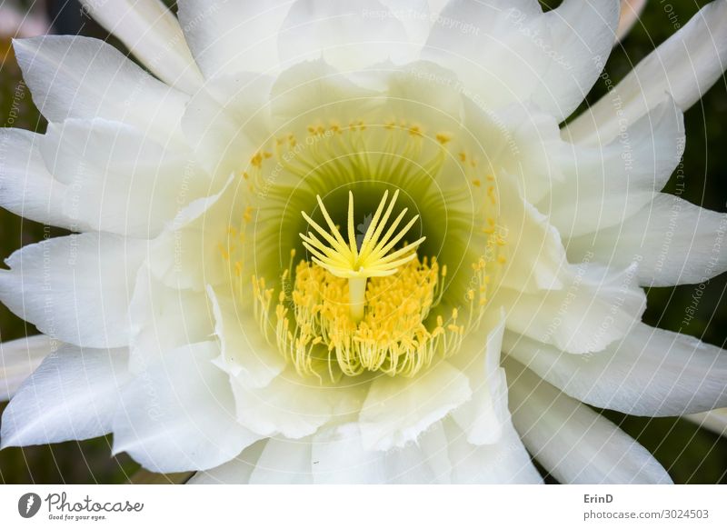 Lush Full Frame Cactus Flower in White and Yellow Detail Design Joy Beautiful Summer Nature Plant Blossom Discover Cool (slang) Fresh Uniqueness