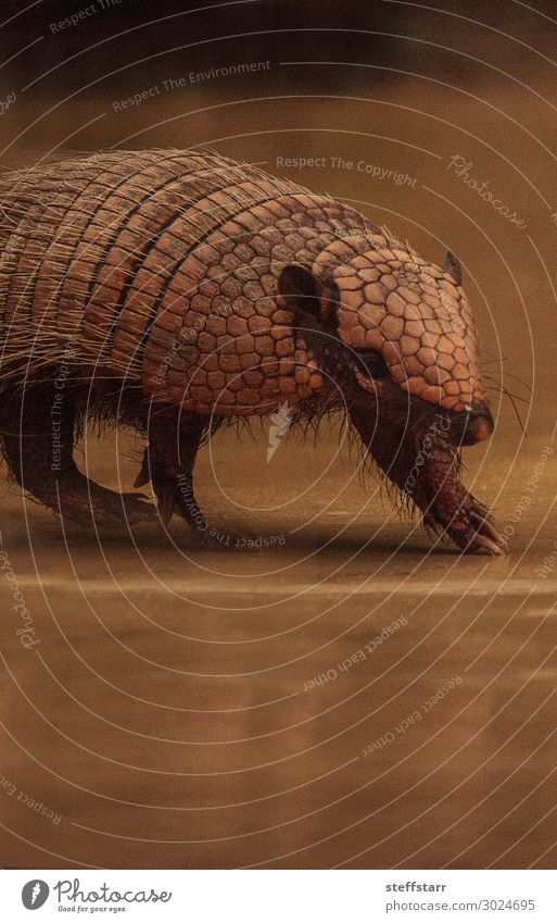 Nine-banded armadillo, Dasypus novemcinctus Nature Animal Wild animal 1 Feeding Friendliness Brown Armadillo Mammal nine-banded armadillo long-nosed armadillo