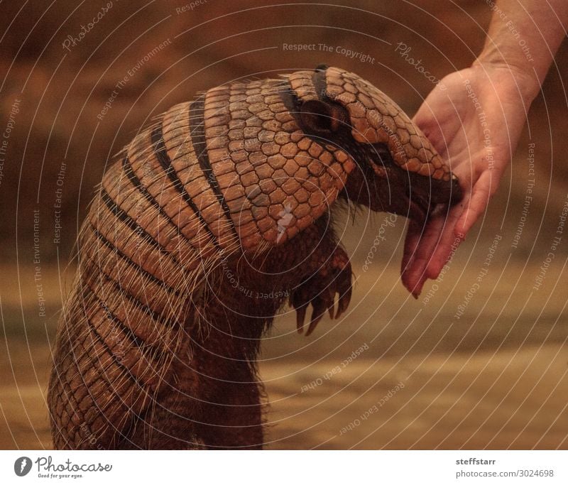 Nine-banded armadillo, Dasypus novemcinctus Nature Animal Wild animal Animal face 1 Feeding Friendliness Brown Armadillo Mammal nine-banded armadillo