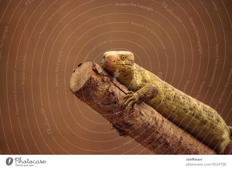 Solomon Islands skink Corucia zebrata is a prehensile-tailed Nature Animal Tree Wild animal Animal face Scales 1 Brown Green Skink prehensile-tailed skink