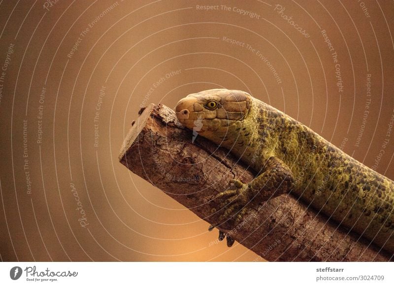 Solomon Islands skink Corucia zebrata is a prehensile-tailed Nature Animal Tree Wild animal 1 Brown Green Skink prehensile-tailed skink arboreal Reptiles lizard