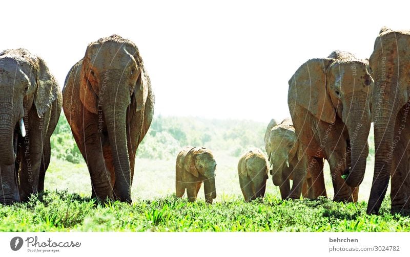 family trip Vacation & Travel Tourism Trip Adventure Far-off places Freedom Safari Wild animal Animal face Elephant Herd Baby animal Animal family Exceptional